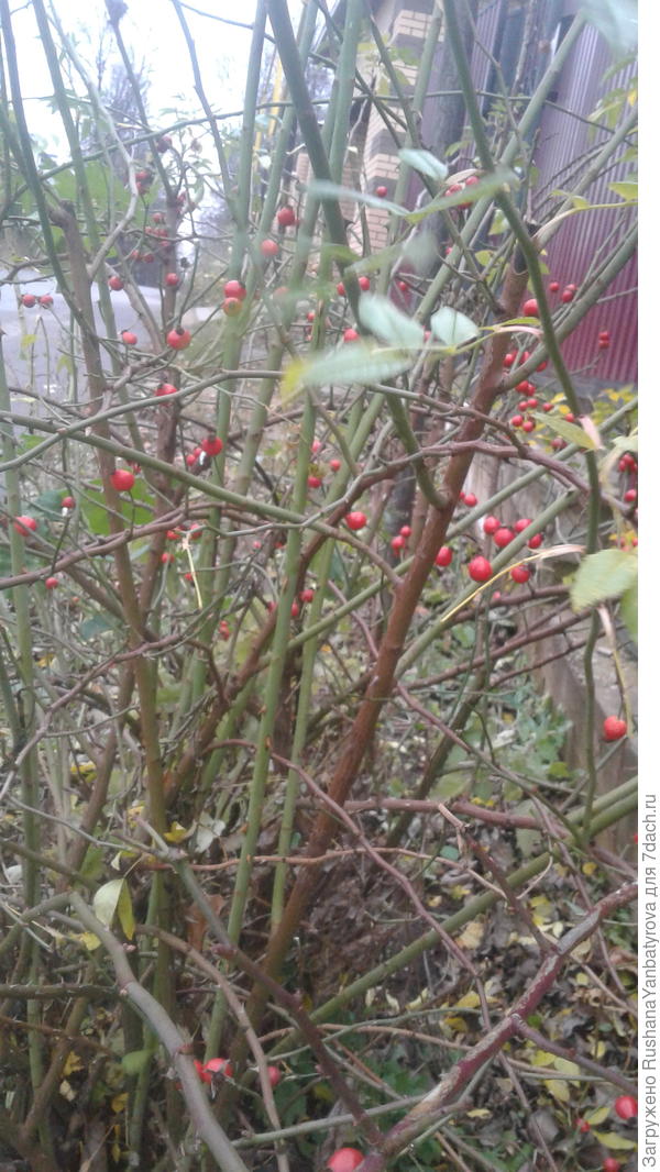 Шиповник украсился ягодами!
