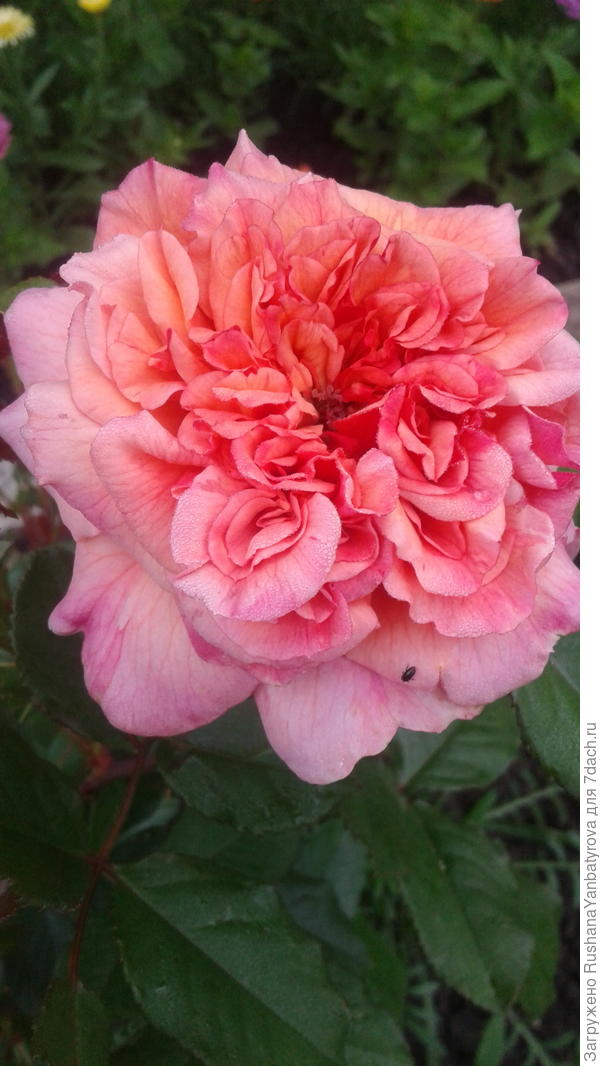 Это Вам моя любимая розочка!