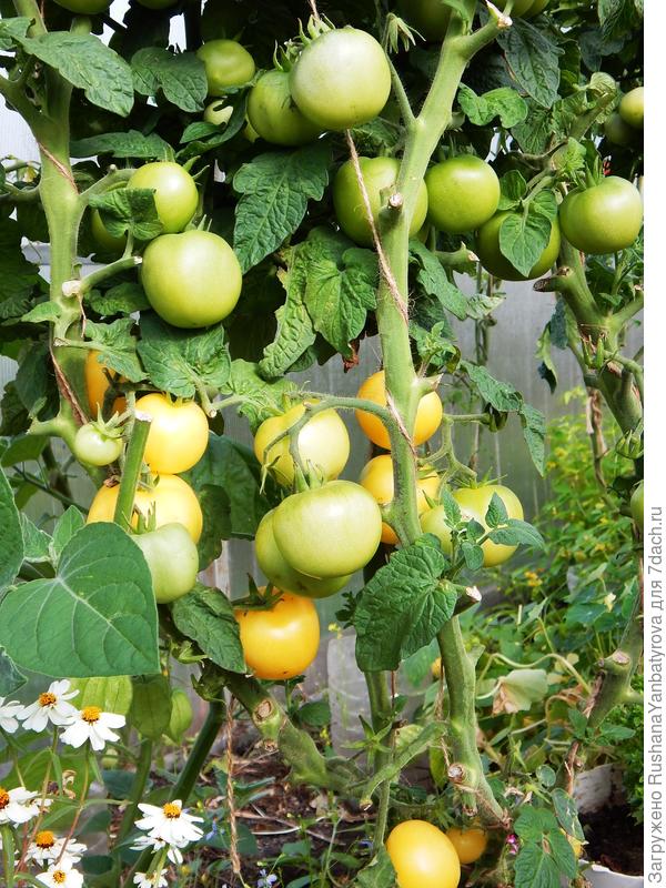 Персики в середине сентября.