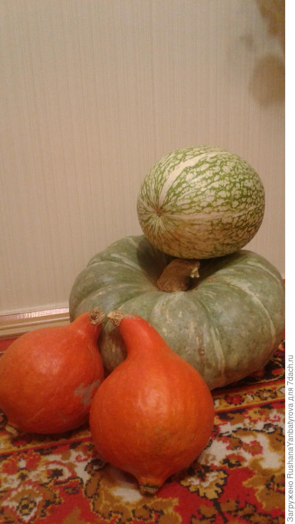 Фиголистная, Мраморная и две красотульки Золотая груша.