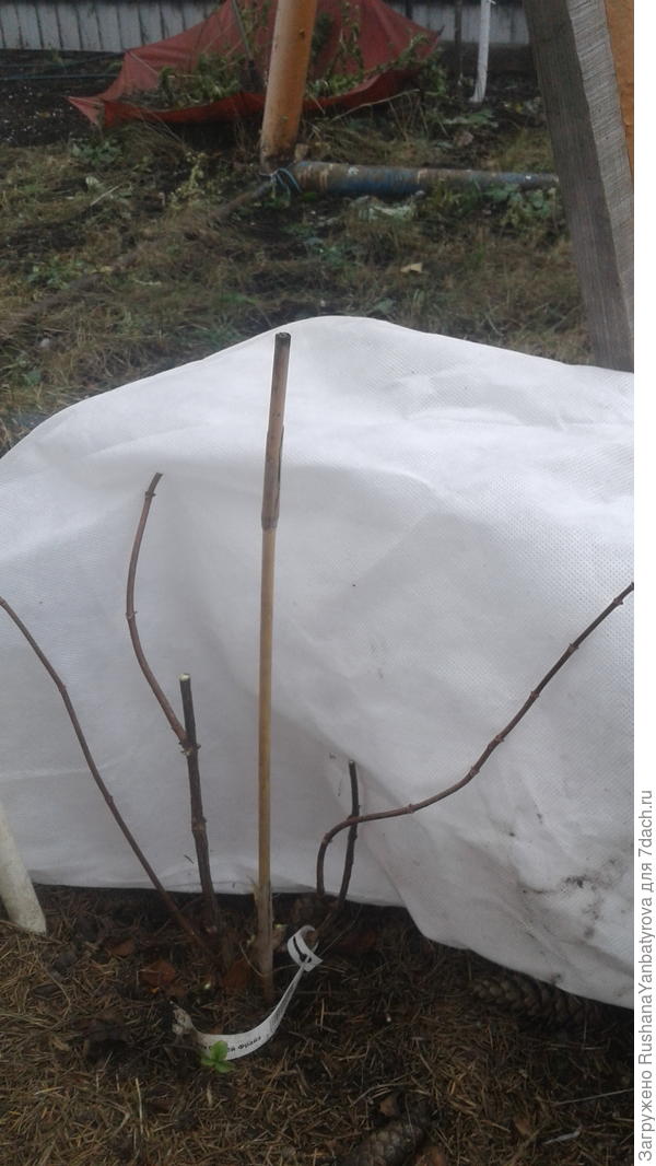 В итоге остался пшик. В центре палочка для привязи.