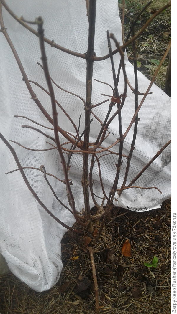 Второй. Кривулька впереди прямо в землю смотрит. Я ее отрезала совсем.