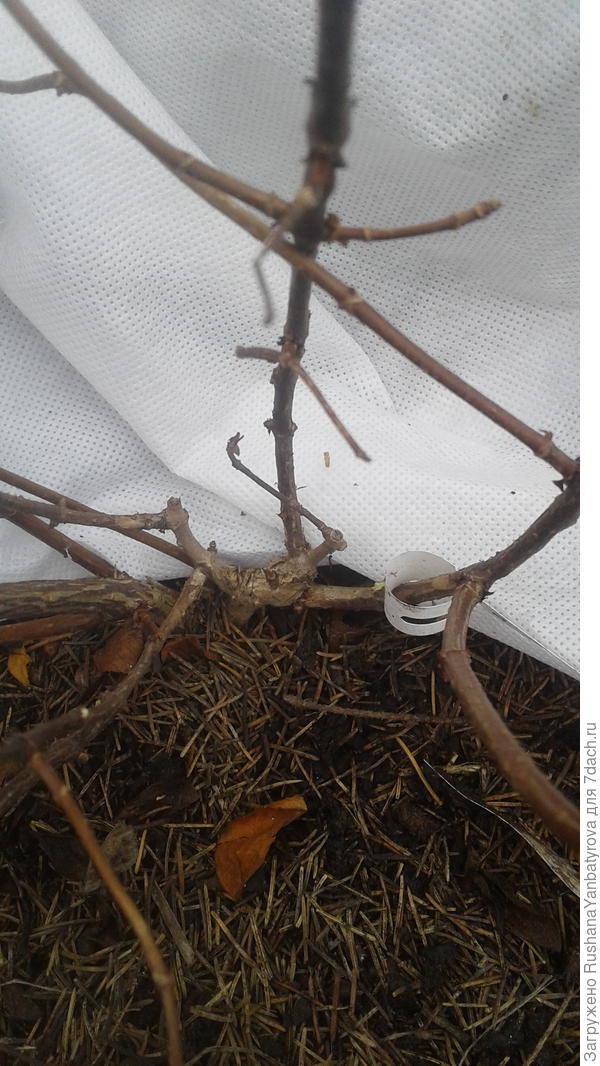 Правая крупно До.