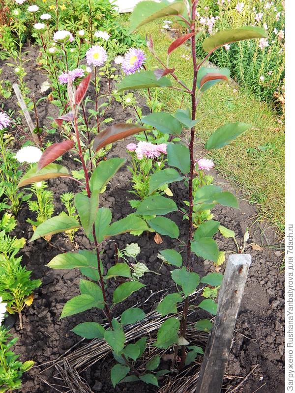 Вот что выросло вместо яблони.