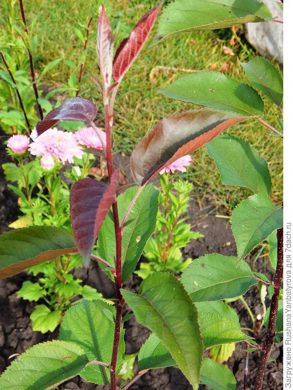 Показываю листья покрупнее.