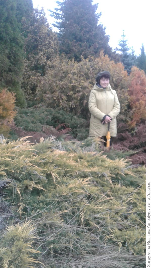 Хвойники рыжеют у спорткомплекса.