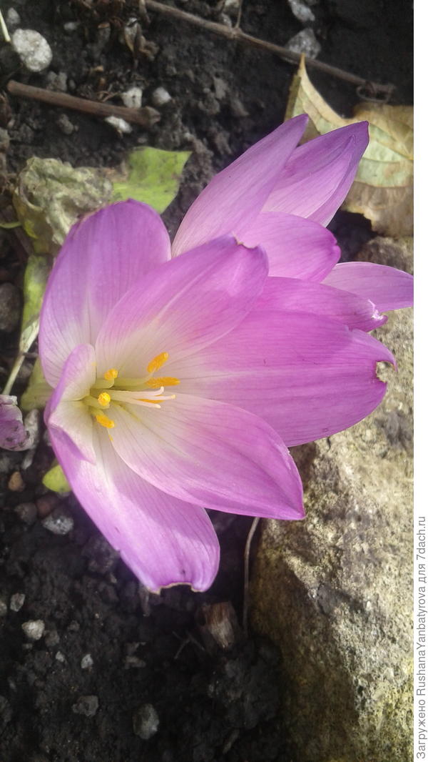 Цветы осени для Вас!