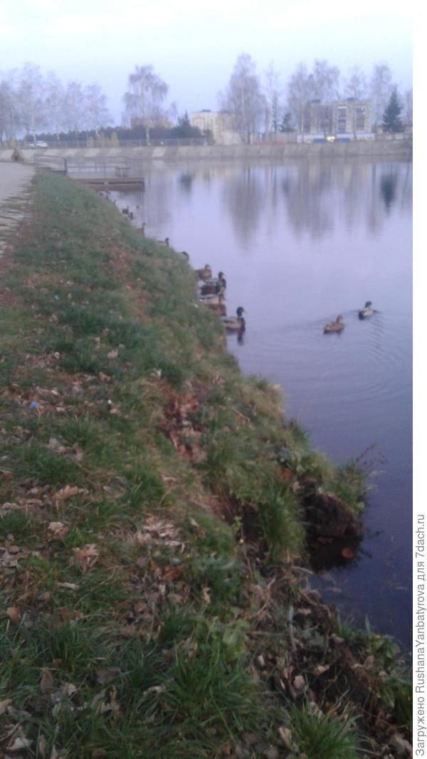 В сумерках уточки у берега,как катера на приколе. Спят.