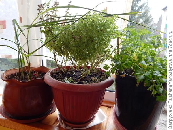 Домашний огородик.