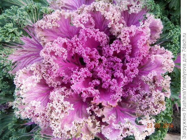 Ах, какие кружева!