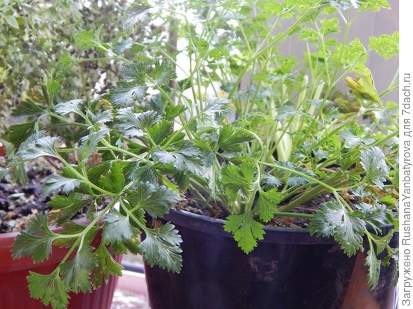 Петрушенция.