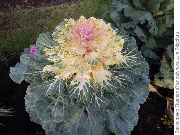 Осень 2016. Люблю такой цвет.