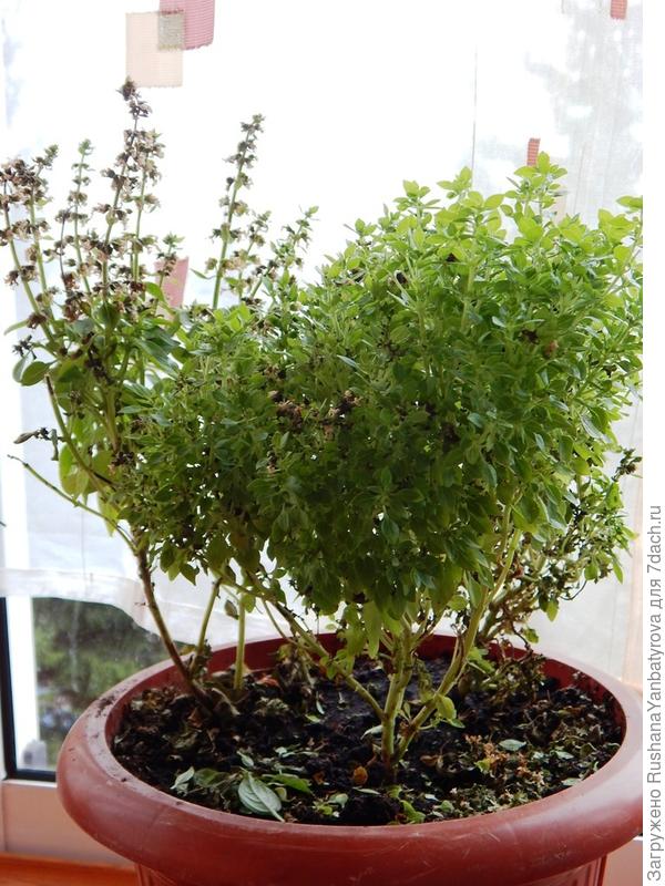 Базилик Парфюм уже стареет и общипывается в блюда.