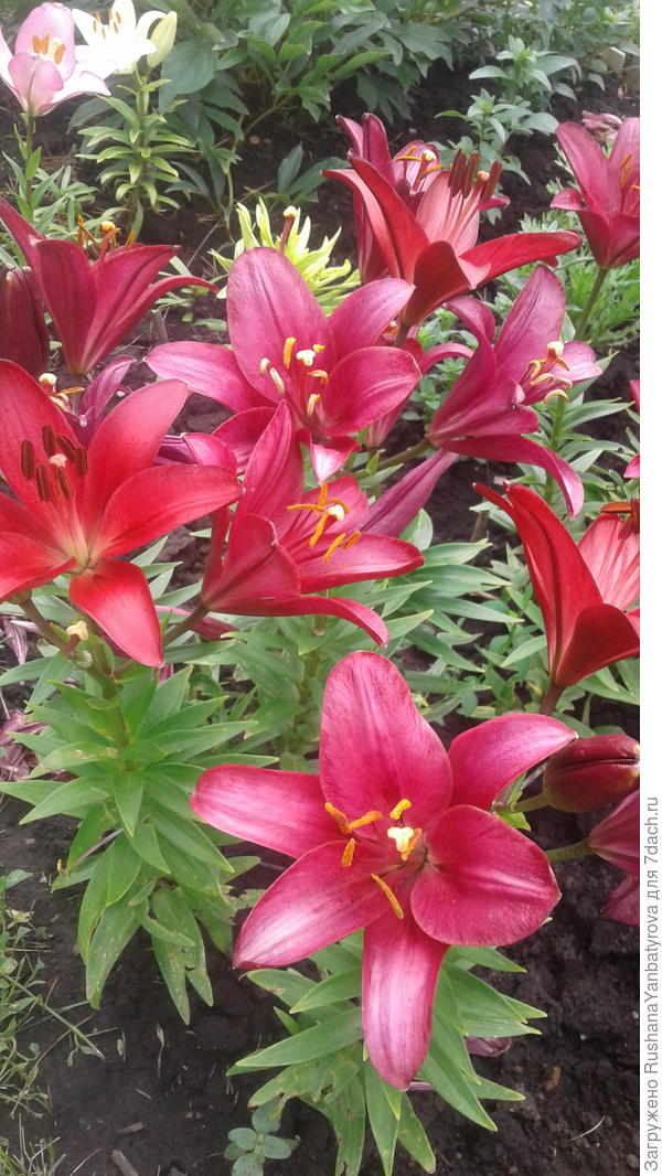 Дарю тебе яркие краски лета,которое не за горами!