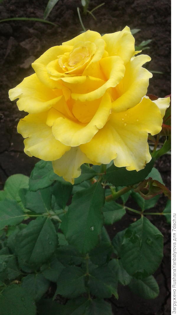 Дарю тебе солнечную розочку!