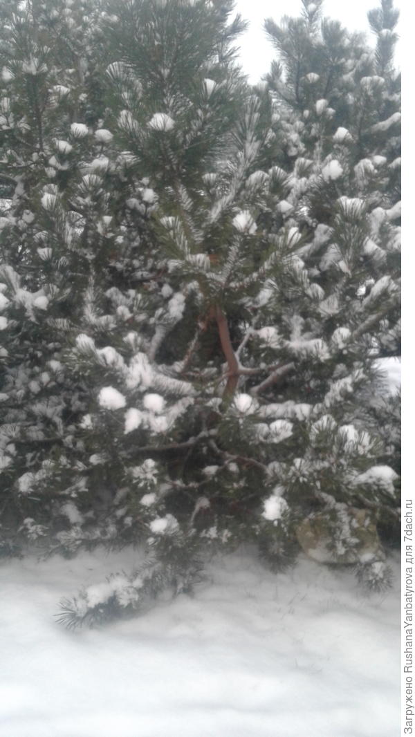 Свежий и пушистый лег на сосенки!