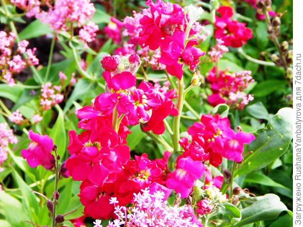 Левкой Чудо от Аэлиты.