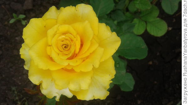 Сияйте,как солнышки!