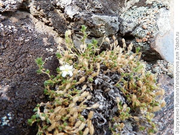 На скалах Джилы Су