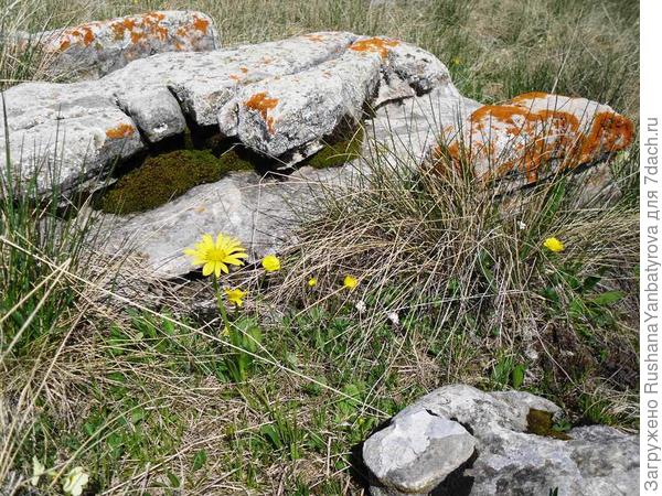 Интересный валун с мхом в центре.