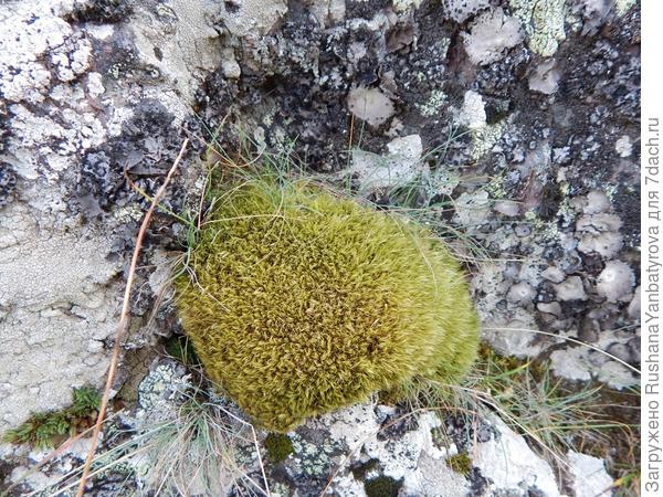 Моховая подушка.