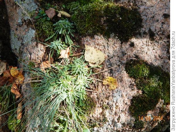 В урочище Бермамыт