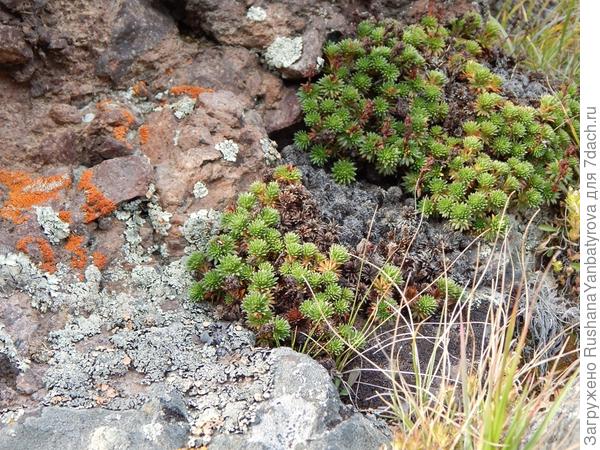 Красные и сизые лишайники очень украшают валуны.