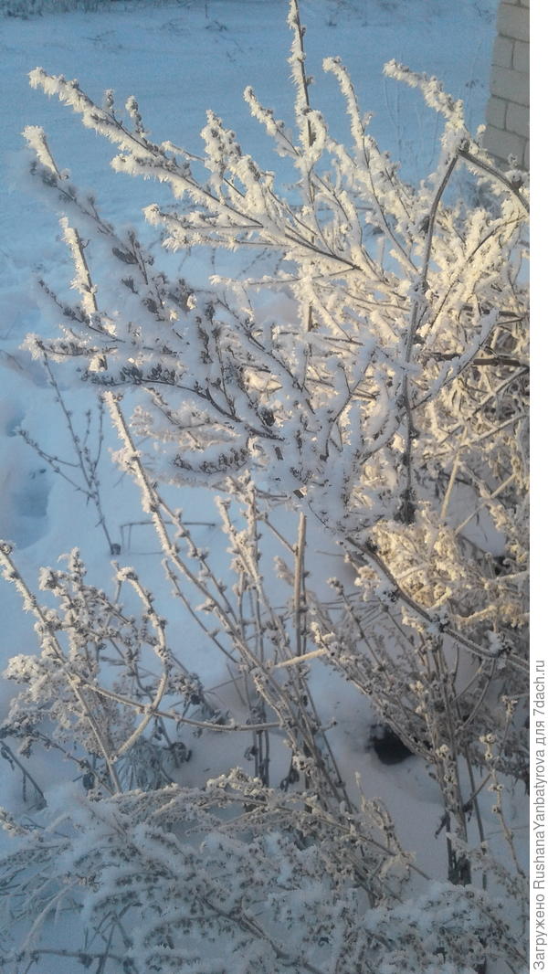 Иней на всякой травинке!