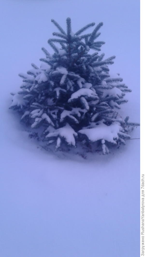 В лесу родилась елочка!