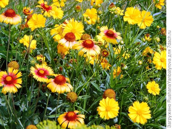 Кореопсис и гайлардия.