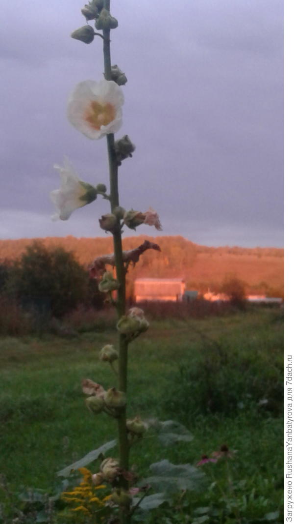 Конец августа. Наша деревенька.