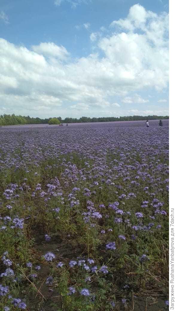 Поле фацелии около Казани. Красотища!