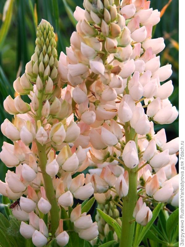 Любимый, яблоневого цвета!