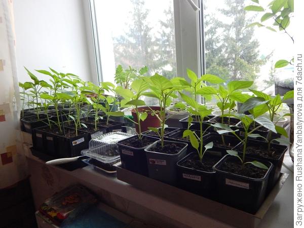 Часть перцев. Левый рассадник разборный.