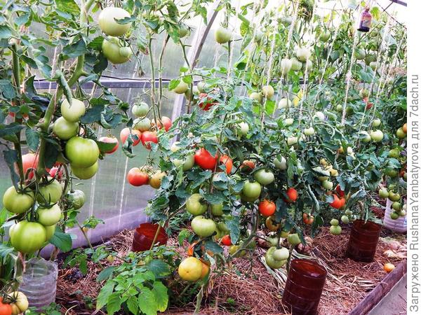 томаты -2019.