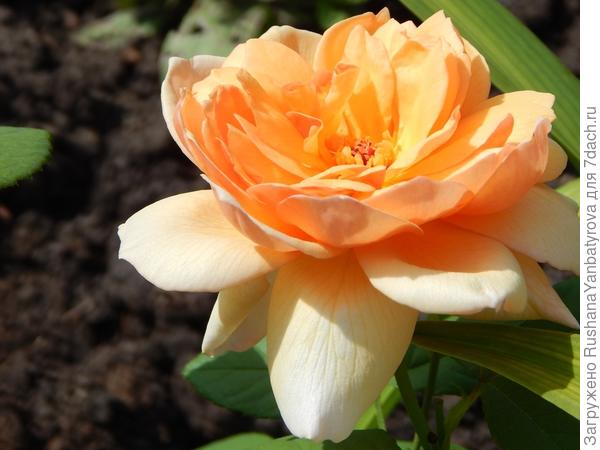 А это вам на радость!