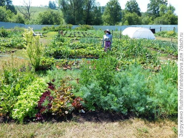 Вдали дом перцев.