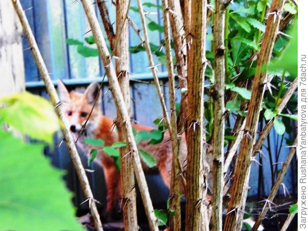 Не хотел фотографироваться.