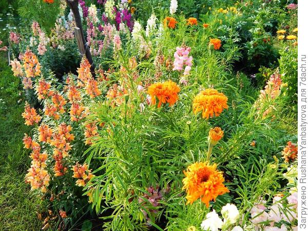 Шейх среди нарядных подданных.