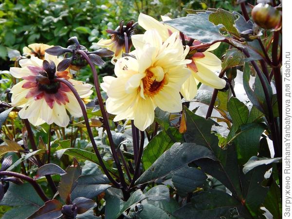 Второй сорт с темными листьями