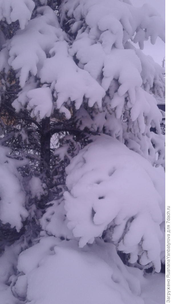 Ели в новых шубах.