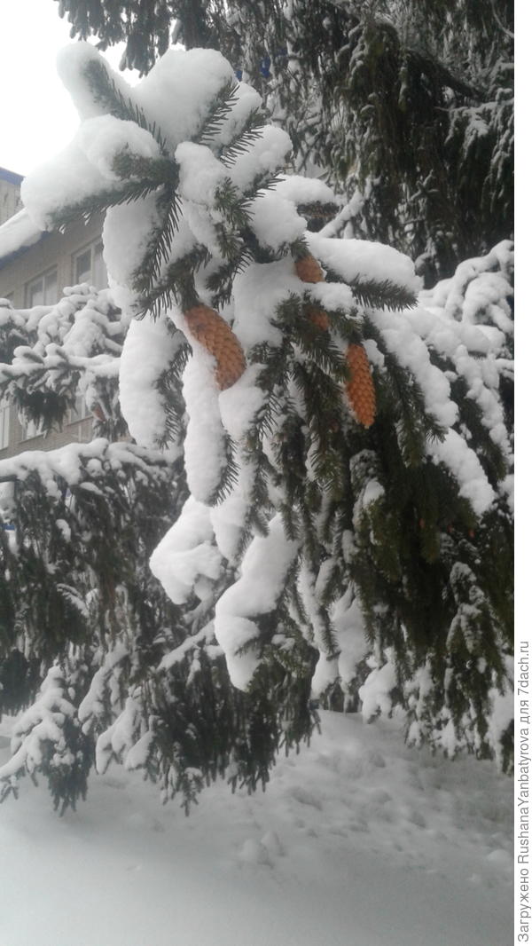 Настоящая новогодняя картинка!