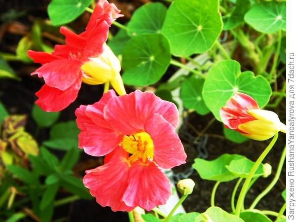 Эта тоже растет кустом.