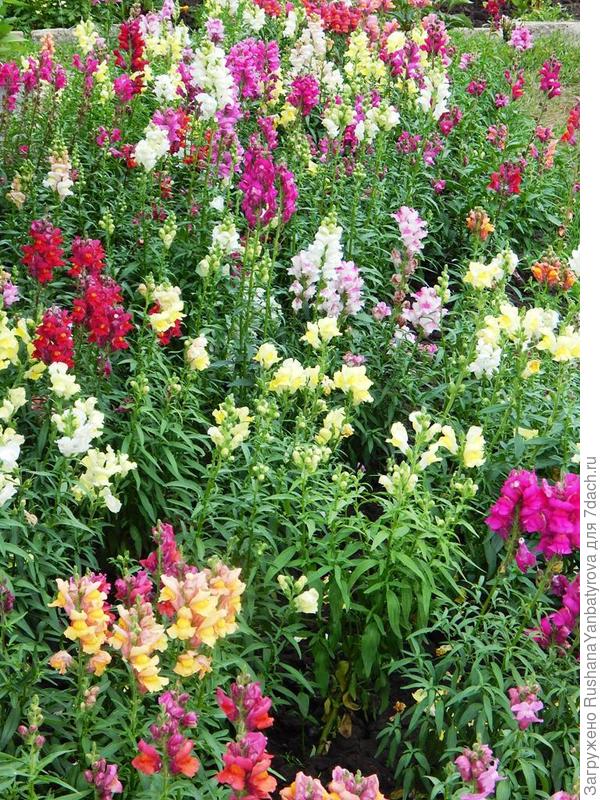 Вот такие ковры.