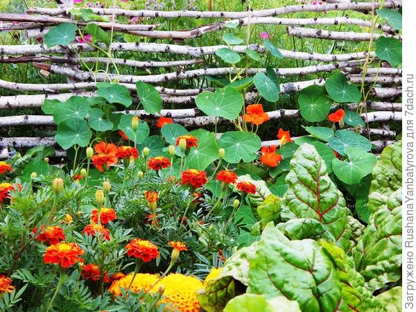 Тагетесы спасают настурцию от блошек.