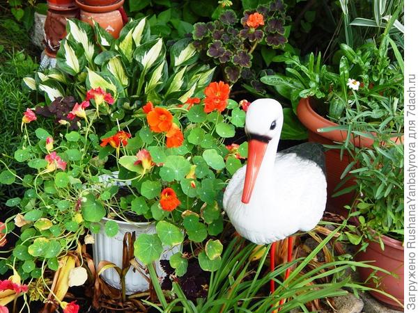 Розовая и рыжая в кашпо.