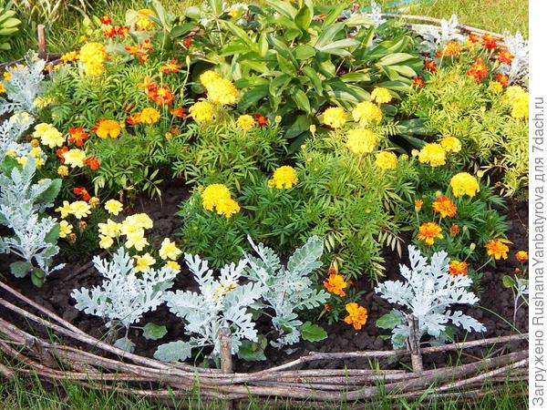 Бархатцы и цинерария.