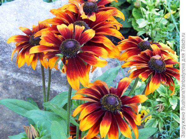 Черри - многолетние.