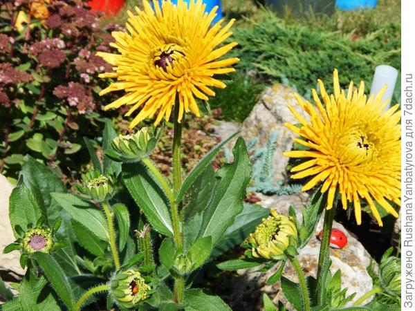 А вот этих красавиц мне удалось вырастить только раз.