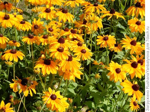 Вот эти - многолетние, и они хорошо растут самосевом.